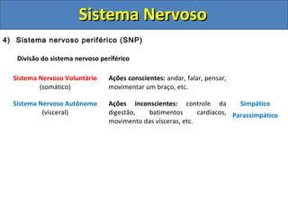 Sistema NervosoSistema Nervoso
4) Sistema nervoso periférico (SNP)
Divisão do sistema nervoso periférico
Sistema Nervoso Voluntário
(somático)
Ações conscientes: andar, falar, pensar,
movimentar um braço, etc.
Sistema Nervoso Autônomo
(visceral)
Ações inconscientes: controle da
digestão, batimentos cardíacos,
movimento das vísceras, etc.
Simpático
Parassimpático
 