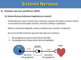 Sistema NervosoSistema Nervoso
4) Sistema nervoso periférico (SNP)
b) Sistema Nervoso Autônomo (vegetativo ou visceral)
Constituído por nervos motores que conduzem impulsos do sistema nervoso central
à musculatura lisa de órgãos viscerais, músculos cardíacos e glândulas.
Realiza o controle da digestão, sistema cardiovascular, excretor e endócrino.
Os nervos do SNP autônomo possuem dois tipos de neurônios:
I. Pré-ganglionares (corpo celular dentro do SNC)
II. Pós-ganglionares (Corpo celular dentro do gânglio)
SNC
órgãogânglio
Neurônio
Pós-ganglionar
Neurônio
Pré-ganglionar
 