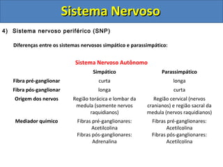 Sistema NervosoSistema Nervoso
4) Sistema nervoso periférico (SNP)
Diferenças entre os sistemas nervosos simpático e parassimpático:
Sistema Nervoso Autônomo
Simpático Parassimpático
Fibra pré-ganglionar curta longa
Fibra pós-ganglionar longa curta
Origem dos nervos Região torácica e lombar da
medula (somente nervos
raquidianos)
Região cervical (nervos
cranianos) e região sacral da
medula (nervos raquidianos)
Mediador químico Fibras pré-ganglionares:
Acetilcolina
Fibras pós-ganglionares:
Adrenalina
Fibras pré-ganglionares:
Acetilcolina
Fibras pós-ganglionares:
Acetilcolina
 