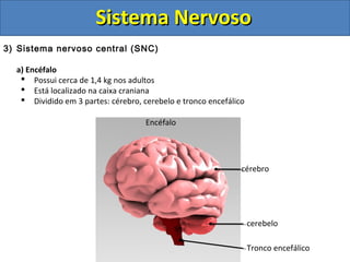 Sistema NervosoSistema Nervoso
3) Sistema nervoso central (SNC)
a) Encéfalo
 Possui cerca de 1,4 kg nos adultos
 Está localizado na caixa craniana
 Dividido em 3 partes: cérebro, cerebelo e tronco encefálico
Encéfalo
cérebro
cerebelo
Tronco encefálico
 