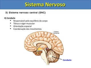 Sistema NervosoSistema Nervoso
3) Sistema nervoso central (SNC)
II) Cerebelo
 Responsável pelo equilíbrio do corpo
 Tônus e vigor muscular
 Orientação espacial
 Coordenação dos movimentos
Cerebelo
 