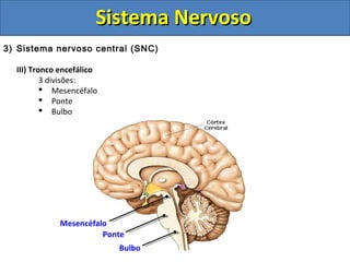 Sistema NervosoSistema Nervoso
3) Sistema nervoso central (SNC)
III) Tronco encefálico
3 divisões:
 Mesencéfalo
 Ponte
 Bulbo
Mesencéfalo
Ponte
Bulbo
 