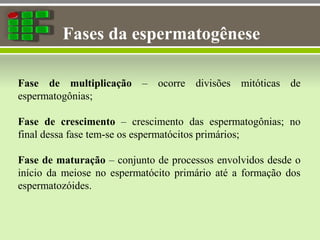 Fases da espermatogênese
Fase de multiplicação – ocorre divisões mitóticas de
espermatogônias;
Fase de crescimento – crescimento das espermatogônias; no
final dessa fase tem-se os espermatócitos primários;
Fase de maturação – conjunto de processos envolvidos desde o
início da meiose no espermatócito primário até a formação dos
espermatozóides.
 