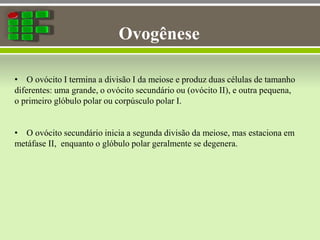 Ovogênese
• O ovócito I termina a divisão I da meiose e produz duas células de tamanho
diferentes: uma grande, o ovócito secundário ou (ovócito II), e outra pequena,
o primeiro glóbulo polar ou corpúsculo polar I.
• O ovócito secundário inicia a segunda divisão da meiose, mas estaciona em
metáfase II, enquanto o glóbulo polar geralmente se degenera.
 