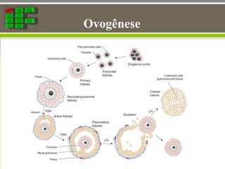 Ovogênese
 