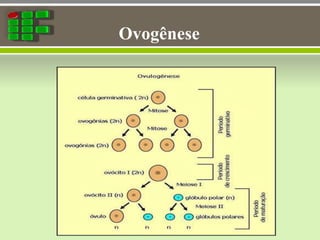 Ovogênese
 
