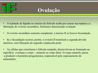 Ovulação
• O acúmulo de líquido no interior do folículo acaba por causar sua ruptura e a
libertação do ovócito secundário, fenômeno denominado ovulação.
• O ovócito secundário somente completará a meiose II se houver fecundação.
• Se a fecundação ocorrer, porém, o ovócito II terminará a segunda divisão
meiótica, com liberação do segundo corpúsculo polar.
• As células que constituem o folículo rompido, desenvolvem-se formando na
superfície ovariana o corpo – amarela ou corpo lúteo. O corpo amarelo, passa
a produzir o hormônio progesterona, responsável pelo espessamento do
endométrio.
 