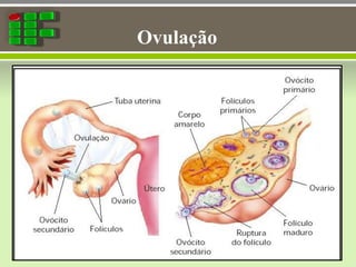 Ovulação
 