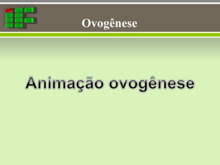 Ovogênese
 