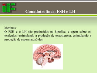 Gonadotrofinas: FSH e LH
Meninos
O FSH e o LH são produzidos na hipófise, e agem sobre os
testículos, estimulando a produção de testosterona, estimulando a
produção de espermatozóides.
 