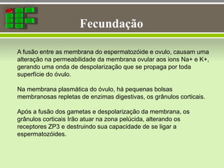 Fecundação
A fusão entre as membrana do espermatozóide e ovulo, causam uma
alteração na permeabilidade da membrana ovular aos ions Na+ e K+,
gerando uma onda de despolarização que se propaga por toda
superfície do óvulo.
Na membrana plasmática do óvulo, há pequenas bolsas
membranosas repletas de enzimas digestivas, os grânulos corticais.
Após a fusão dos gametas e despolarização da membrana, os
grânulos corticais Irão atuar na zona pelúcida, alterando os
receptores ZP3 e destruindo sua capacidade de se ligar a
espermatozóides.
 
