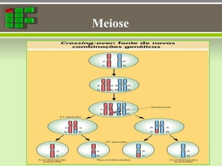 Meiose
 