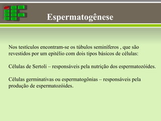 Espermatogênese
Nos testículos encontram-se os túbulos seminíferos , que são
revestidos por um epitélio com dois tipos básicos de células:
Células de Sertoli – responsáveis pela nutrição dos espermatozóides.
Células germinativas ou espermatogônias – responsáveis pela
produção de espermatozóides.
 
