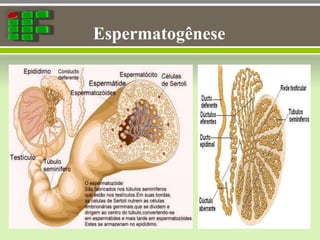 Espermatogênese
 