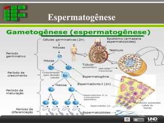 Espermatogênese
 