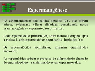 Espermatogênese
 