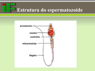 Estrutura do espermatozoide
 