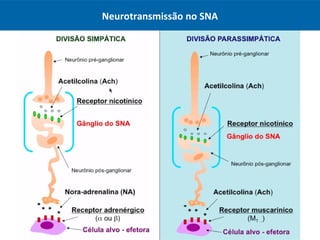 Aula - SNA - Introdução ao Sistema Nervoso Autônomo