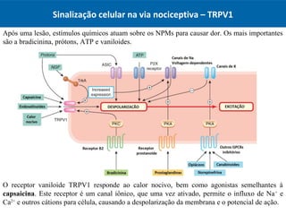 Sinalização celular na via nociceptiva – TRPV1
Após uma lesão, estímulos químicos atuam sobre os NPMs para causar dor. Os ...
