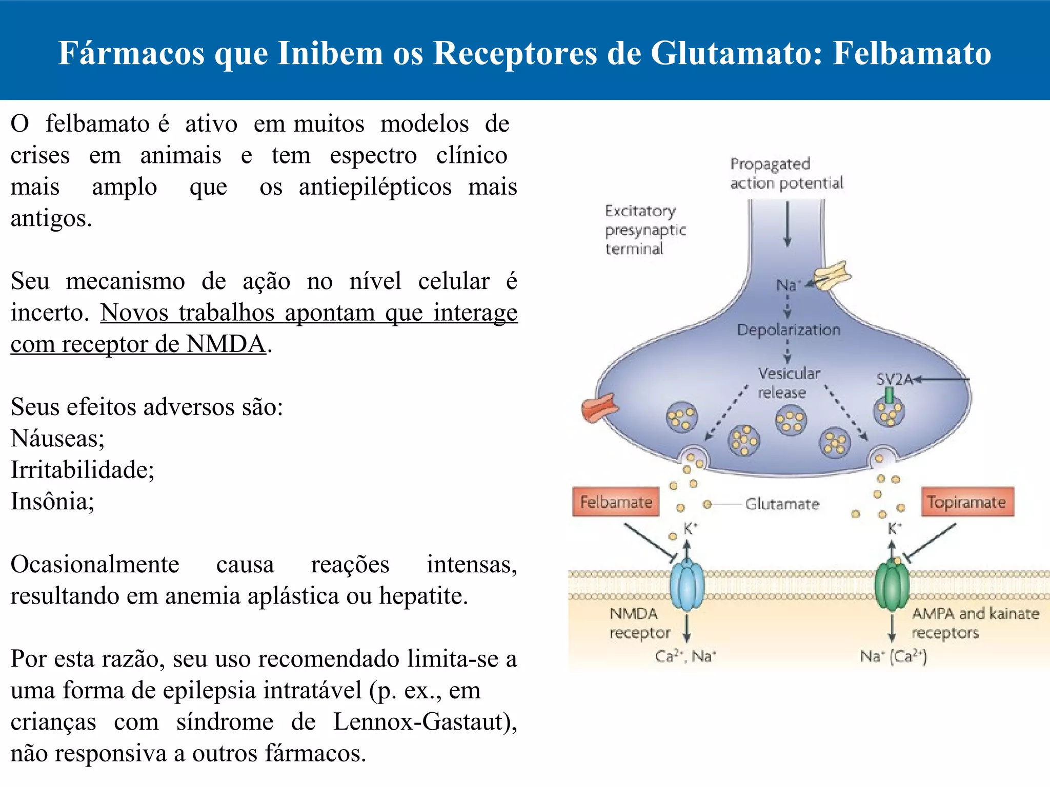 Fármacos que Inibem os Receptores de Glutamato: Felbamato
O felbamato é ativo em muitos modelos de
crises em animais e tem espectro clínico
mais amplo que os antiepilépticos mais
antigos.
Seu mecanismo de ação no nível celular é
incerto. Novos trabalhos apontam que interage
com receptor de NMDA.
Seus efeitos adversos são:
Náuseas;
Irritabilidade;
Insônia;
Ocasionalmente causa reações intensas,
resultando em anemia aplástica ou hepatite.
Por esta razão, seu uso recomendado limita-se a
uma forma de epilepsia intratável (p. ex., em
crianças com síndrome de Lennox-Gastaut),
não responsiva a outros fármacos.
 