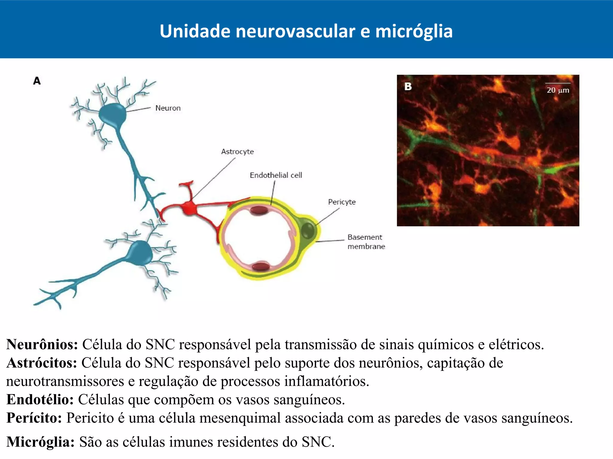 Unidade neurovascular e micróglia
Neurônios: Célula do SNC responsável pela transmissão de sinais químicos e elétricos.
Astrócitos: Célula do SNC responsável pelo suporte dos neurônios, capitação de
neurotransmissores e regulação de processos inflamatórios.
Endotélio: Células que compõem os vasos sanguíneos.
Perícito: Pericito é uma célula mesenquimal associada com as paredes de vasos sanguíneos.
Micróglia: São as células imunes residentes do SNC.
 