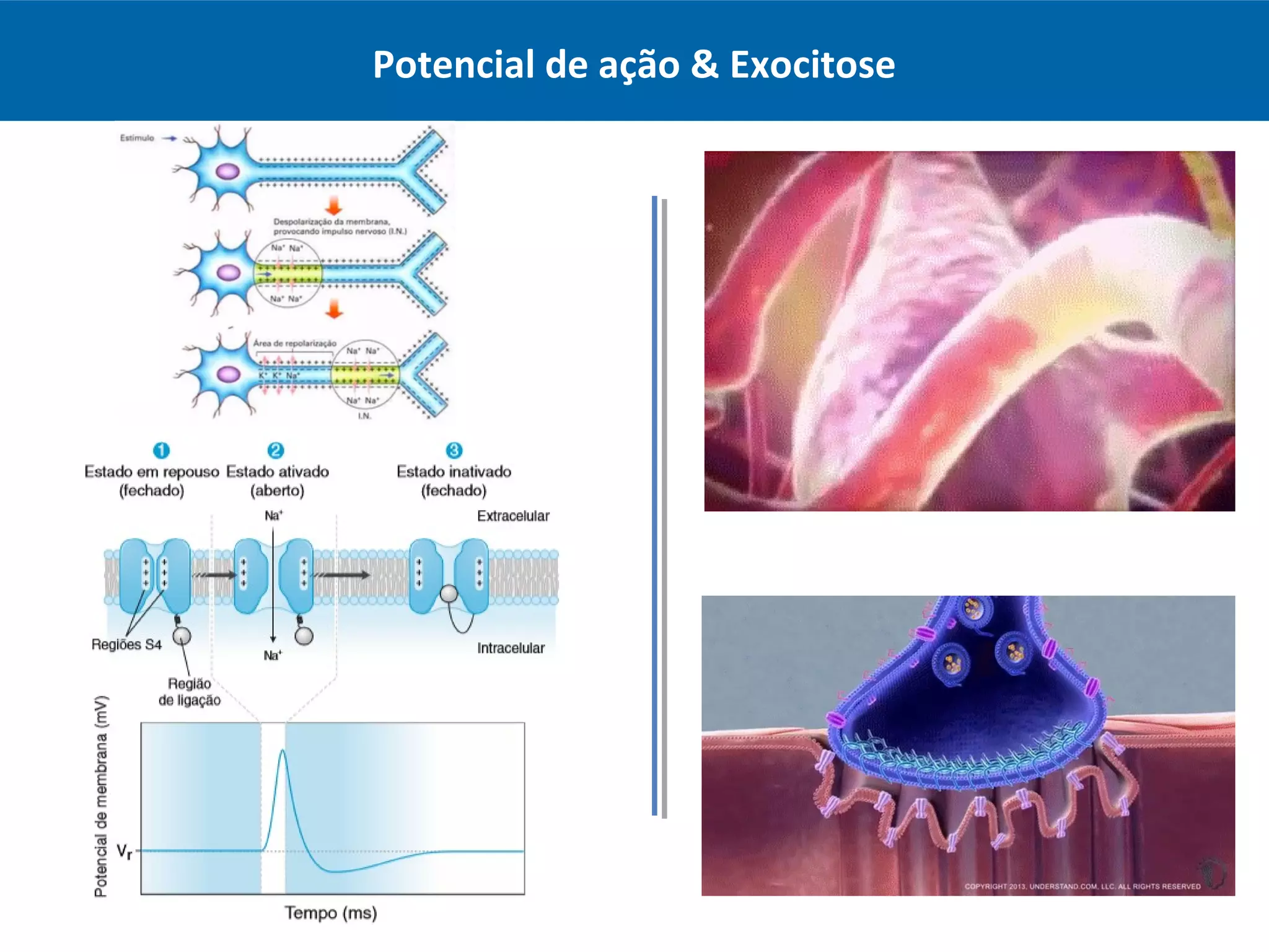 Potencial de ação & Exocitose
 