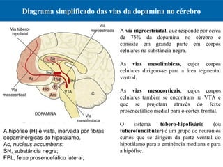Diagrama simplificado das vias da dopamina no cérebro
A hipófise (H) é vista, inervada por fibras
dopaminérgicas do hipotálamo.
Ac, nucleus accumbens;
SN, substância negra;
FPL, feixe prosencefálico lateral;
A via nigroestriatal, que responde por cerca
de 75% da dopamina no cérebro e
consiste em grande parte em corpos
celulares na substância negra.
As vias mesolímbicas, cujos corpos
celulares dirigem-se para a área tegmental
ventral.
As vias mesocorticais, cujos corpos
celulares também se encontram na VTA e
que se projetam através do feixe
prosencefálico medial para o córtex frontal.
O sistema túbero-hipofisário (ou
tuberofundibular) é um grupo de neurônios
curtos que se dirigem da parte ventral do
hipotálamo para a eminência mediana e para
a hipófise.
 