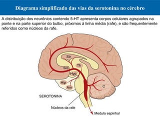 Diagrama simplificado das vias da serotonina no cérebro
A distribuição dos neurônios contendo 5-HT apresenta corpos celulares agrupados na
ponte e na parte superior do bulbo, próximos à linha média (rafe), e são frequentemente
referidos como núcleos da rafe.
 