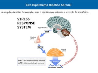 Eixo Hipotálamo Hipófise Adrenal
A amígdala também faz conexões com o hipotálamo e estimula a secreção de hormônios.
 