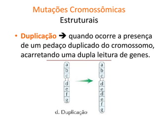 Mutações Cromossômicas
Estruturais
• Duplicação  quando ocorre a presença
de um pedaço duplicado do cromossomo,
acarretando uma dupla leitura de genes.
 