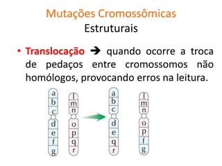 Mutações Cromossômicas
Estruturais
• Translocação  quando ocorre a troca
de pedaços entre cromossomos não
homólogos, provocando erros na leitura.
 