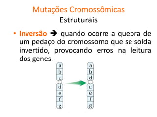 Mutações Cromossômicas
Estruturais
• Inversão  quando ocorre a quebra de
um pedaço do cromossomo que se solda
invertido, provocando erros na leitura
dos genes.
 