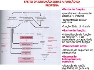 EFEITO DA MUTAÇÃO SOBRE A FUNÇÃO DA
PROTEÍNA
•Perda de função:
-proteína estruturalmente
anormal  instável
-concentração celular
reduzida
-função 2ária. diminuída
•Ganho de função:
-intensificação da função
da proteína   da
quantidade ou capacidade
de executar uma função
•Propriedade nova:
-alteração da sequência de
aminoácidos
Expressão
heterocrônica/
ectópica:
-alteração da região
reguladora do gene em
 