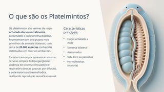 O que são os Platelmintos?
Os platelmintos são vermes de corpo
achatado dorsoventralmente,
acelomados e com simetria bilateral.
Representam um dos grupos mais
primitivos de animais bilaterais, com
cerca de 20.000 espécies conhecidas
distribuídas em diversos ambientes.
Caracterizam-se por apresentar sistema
nervoso simples do tipo ganglionar,
ausência de sistemas circulatório e
respiratório (trocas gasosas por difusão),
e pela maioria ser hermafrodita,
realizando reprodução sexual e assexual.
Características
principais
• Corpo achatado e
mole
• Simetria bilateral
• Acelomados
• Vida livre ou parasitas
• Hermafroditas
(maioria)
 