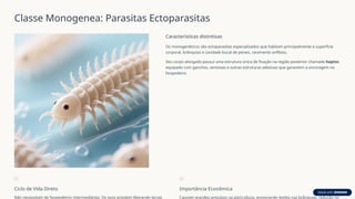 Classe Monogenea: Parasitas Ectoparasitas
Características distintivas
Os monogenéticos são ectoparasitas especializados que habitam principalmente a superfície
corporal, brânquias e cavidade bucal de peixes, raramente anfíbios.
Seu corpo alongado possui uma estrutura única de fixação na região posterior chamada haptor,
equipado com ganchos, ventosas e outras estruturas adesivas que garantem a ancoragem no
hospedeiro.
Ciclo de Vida Direto
Não necessitam de hospedeiros intermediários. Os ovos eclodem liberando larvas
Importância Econômica
Causam grandes prejuízos na piscicultura, provocando lesões nas brânquias, redução no
 