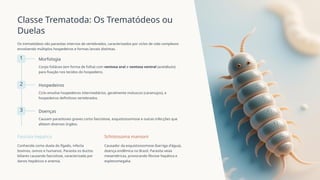 Classe Trematoda: Os Trematódeos ou
Duelas
Os trematódeos são parasitas internos de vertebrados, caracterizados por ciclos de vida complexos
envolvendo múltiplos hospedeiros e formas larvais distintas.
1 Morfologia
Corpo foliáceo (em forma de folha) com ventosa oral e ventosa ventral (acetábulo)
para fixação nos tecidos do hospedeiro.
2 Hospedeiros
Ciclo envolve hospedeiros intermediários, geralmente moluscos (caramujos), e
hospedeiros definitivos vertebrados.
3 Doenças
Causam parasitoses graves como fasciolose, esquistossomose e outras infecções que
afetam diversos órgãos.
Fasciola hepatica
Conhecida como duela do fígado, infecta
bovinos, ovinos e humanos. Parasita os ductos
biliares causando fasciolose, caracterizada por
danos hepáticos e anemia.
Schistosoma mansoni
Causador da esquistossomose (barriga d'água),
doença endêmica no Brasil. Parasita veias
mesentéricas, provocando fibrose hepática e
esplenomegalia.
 