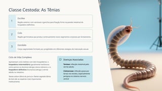 Classe Cestoda: As Tênias
1
Escólex
Região anterior com ventosas e ganchos para fixação firme na parede intestinal do
hospedeiro definitivo.
2
Colo
Região germinativa que produz continuamente novos segmentos corporais por brotamento.
3
Estróbilo
Corpo segmentado formado por proglótides em diferentes estágios de maturação sexual.
Ciclo de Vida Complexo
Apresentam ciclo indireto com dois hospedeiros: o
hospedeiro intermediário (geralmente herbívoros
como porcos ou bovinos) abriga a larva cisticerco, e o
hospedeiro definitivo (humanos) abriga o verme
adulto no intestino.
Taenia solium (tênia do porco) e Taenia saginata (tênia
do boi) são as espécies mais importantes
medicamente.
Doenças Associadas
Teníase: infecção intestinal pelo
verme adulto
Cisticercose: infecção grave por
larvas nos tecidos, especialmente
perigosa no sistema nervoso
central
 