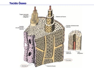 Tecido Ósseo 
