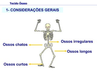 Ossos curtos Ossos longos Ossos chatos 1- CONSIDERAÇÕES GERAIS Ossos irregulares Tecido Ósseo 