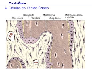 Células do Tecido Ósseo Tecido Ósseo 