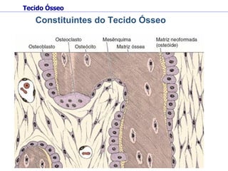Constituintes do Tecido Ósseo Tecido Ósseo 