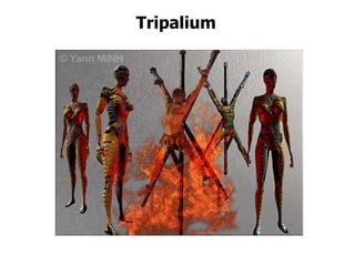 Tripalium
 