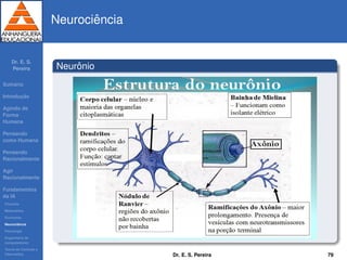 Dr. E. S.
Pereira
Sum´ario
Introduc¸ ˜ao
Agindo de
Forma
Humana
Pensando
como Humana
Pensando
Racionalmente
Agir
Racionalmente
Fundamentos
da IA
Filosoﬁa
Matem´atica
Economia
Neurociˆencia
Psicologia
Engenharia de
computadores
Teoria de Controle e
Cibern´etica
Neurociˆencia
Neurˆonio
Dr. E. S. Pereira 79
 