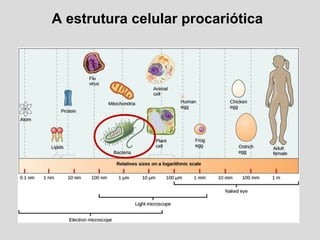 A estrutura celular procariótica
 