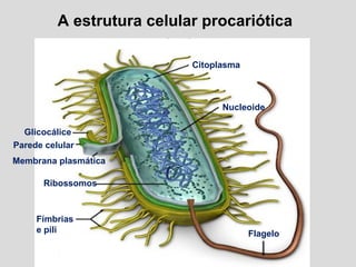 Fímbrias
e pili
Membrana plasmática
Parede celular
Glicocálice
Citoplasma
Nucleoide
Flagelo
Ribossomos
A estrutura celular procariótica
 