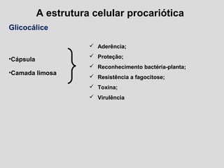 A estrutura celular procariótica
Glicocálice
•Cápsula
•Camada limosa
 Aderência;
 Proteção;
 Reconhecimento bactéria-planta;
 Resistência a fagocitose;
 Toxina;
 Virulência
 