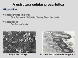 A estrutura celular procariótica
Glicocálice
•Polissacarídeos (maioria)
Streptococcus, Klebsiela, Haemophilus, Neisseria.
•Polipeptideos
Bacillus anthracis
Streptococcus sp Escherichia coli enteropatogênica
 