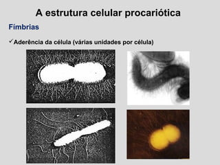 A estrutura celular procariótica
Fímbrias
Aderência da célula (várias unidades por célula)
 