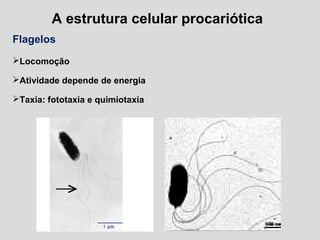 A estrutura celular procariótica
Flagelos
Locomoção
Atividade depende de energia
Taxia: fototaxia e quimiotaxia
 