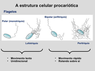 A estrutura celular procariótica
Flagelos
Polar (monotríquio)
Bipolar (anfitríquio)
PeritríquioLofotríquio
• Movimento rápido
• Rolando sobre si
• Movimento lento
• Unidirecional
 